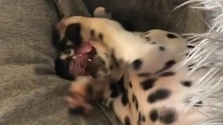 Dalmatian puppy refuses to get out of bed
