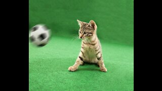 Funny Cat Playing Cute #shorts