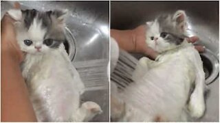 Ce chaton n'a pas peur de la douche