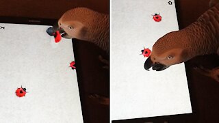 Gamer parrot tries to catch ladybugs on tablet