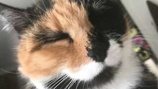 Cat loves nose massage
