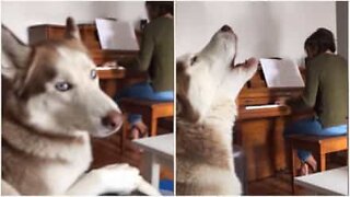 Husky canta quando dona toca piano