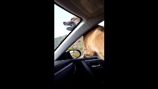 Ecstatic dog celebrates her birthday with epic car ride