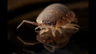 Exterminators shocked to find thousands of bedbugs