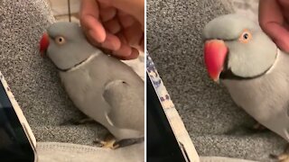 Sweet parrot tells his owner he loves her