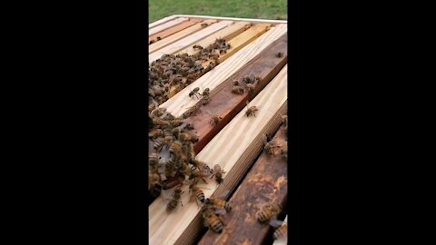 New Queen Honey Bee