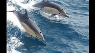 Dolphins spotted surfing in Australia