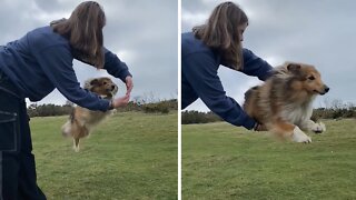 Impressive Shetland sheepdog jumps through owner’s arms