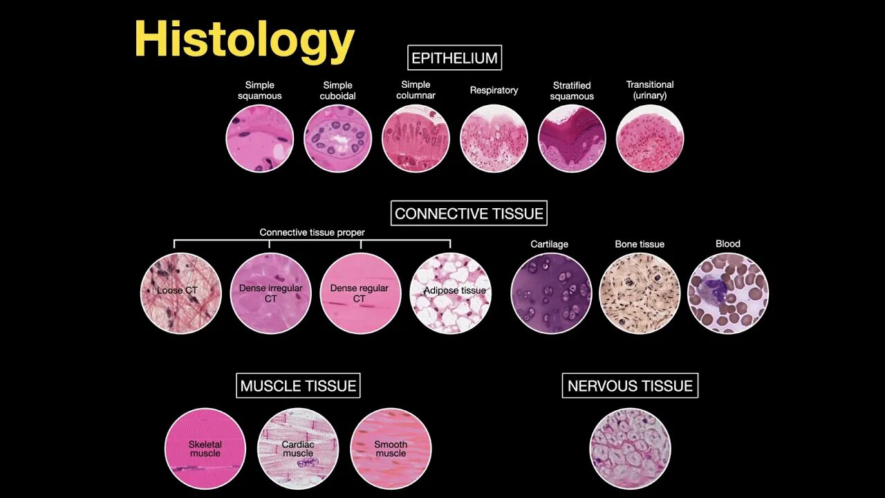 research articles in histology