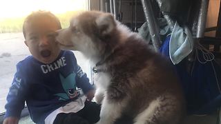 Baby bewildered by husky puppy kisses