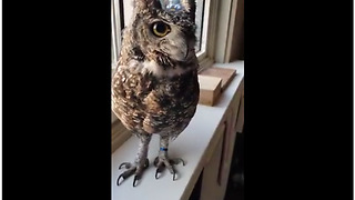 Baby Owl Sings Along With Its Owner