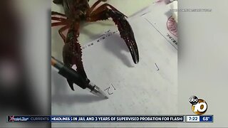 Video shows lobster writing numbers?