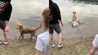 Adorable Puppy's first swim