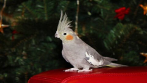 Cute cockatiel parrot singing to Christmas tree