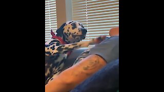 Watch this Dalmatian snuggle in the cutest possible way