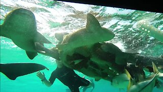 Swimmers experience a shark feeding frenzy close up in Belize
