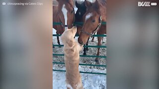 Ce chien s'entend à merveille avec les chevaux