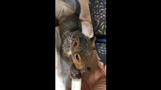 Feeding Baby Eastern Grey Squirrel
