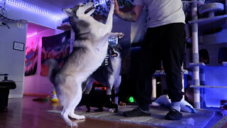 Huskies Learn To Give High-fives On Command