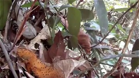 Baby bird imitating a poisonous caterpillar to ward off unseen predators