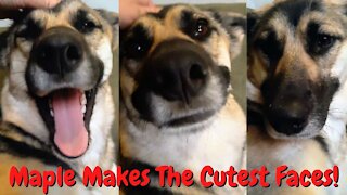 Shepsky dog always smiles when pet