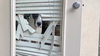 Great Dane looks out from his "customized" door blinds