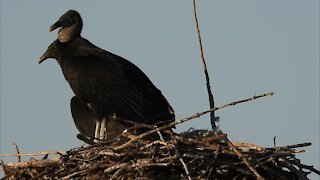 Two Black Vultures Resting on a Nest