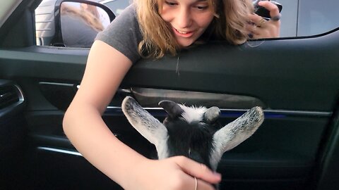 Rescued Goat Preciously Reacts To Meeting Her Human At School