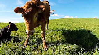 Mother cow warns cameraman to stay away from her newborn calf