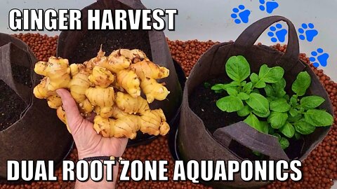 Dual Root Zone Aquaponics Bed & Ginger Harvest