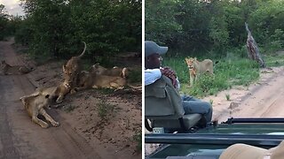 Safari guide comes face to face with lioness