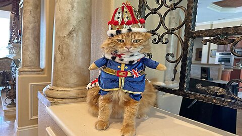 Cat Celebrates Coronation In Style