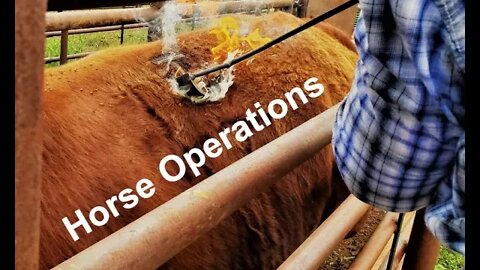 Horse Operations | Horses | Horse Training (In the Chute - Round #91)