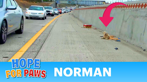 DANGEROUS freeway rescue. Dog prayed for Christmas Angels to send help 😇💝🎄
