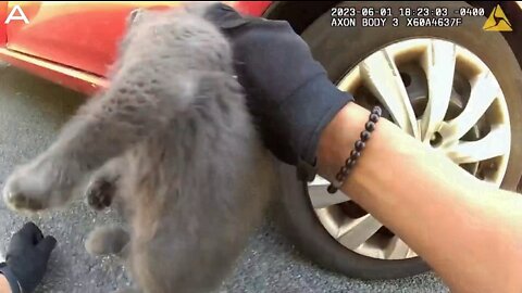 Purr-lice To The Rescue: Footage Shows Police Officers Rescuing Kitten Trapped Inside Engine On Highway
