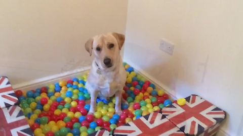 Homemade ball pit is dog's dream come true!