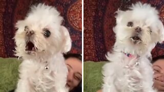 Special needs dog literally screams when it barks