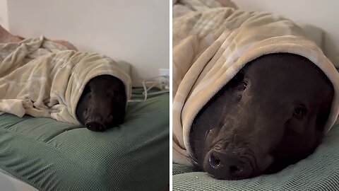 Pig Absolutely Loves His Electric Blanket