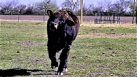 Rescued cow rolls with sheer joy at his forever home