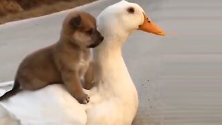 Cute little puppy rides on a goose!