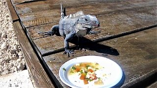 Iguana gets regular treats from the man who rescued him long ago