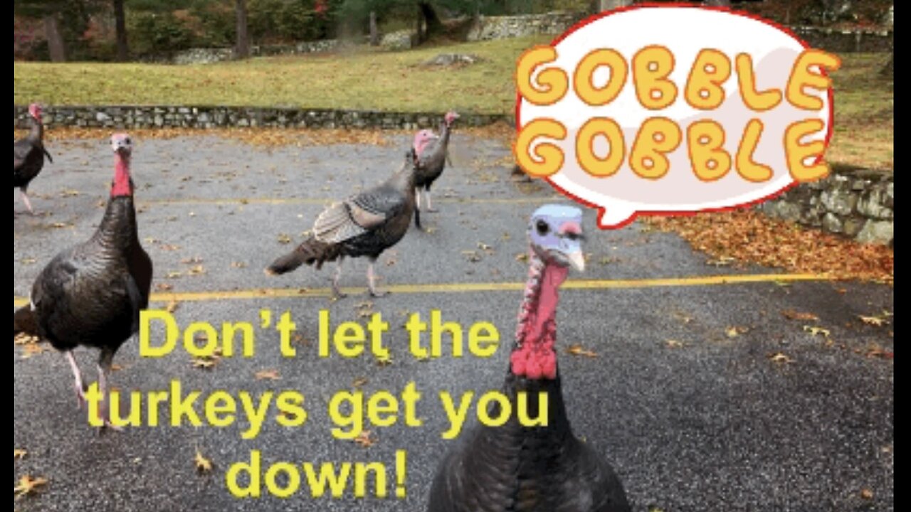 don-t-let-the-turkeys-get-you-down