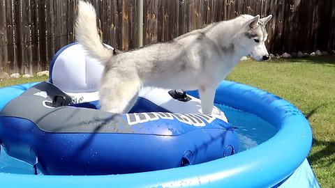 Husky chills on floatie in pool