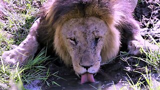 Amazingly Close View Of Majestic Lion Drinking Water In Africa