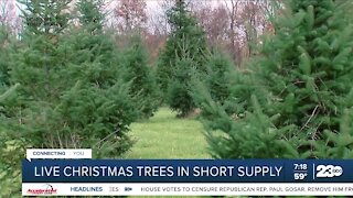 Christmas trees become apart supply shortage