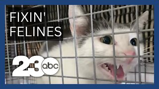 Fixin' Feral Felines traps cats for a cause