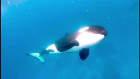 Diver jumps in the water with pod of hunting orcas