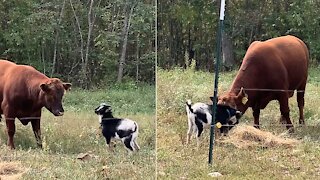 Goat immediately becomes best friends with happy cow