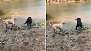 Dog purposely lets his friend win game of fetch
