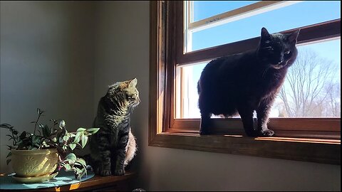 2 Cats Enjoy A Sunny Window